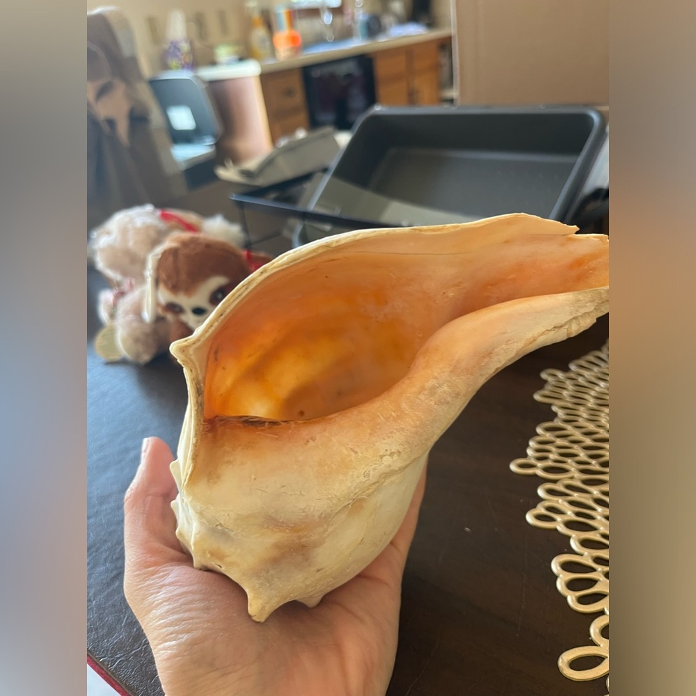 CONCH SHELL - Picture 4 of 8